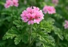 Kerti muskátli illatos levelek (Pelargonium graveolens ‘Attar of Roses Pink’)