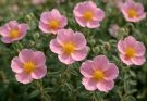 Kerti napvirág rózsaszín árnyalatok (Helianthemum nummularium ‘Lawrenson’s Pink’)