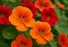Kerti sarkantyúka narancs-piros keverék (Tropaeolum majus ‘Empress of India’)