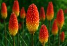Kerti tűzliliom piros árnyalatok (Kniphofia uvaria ‘Flame’)