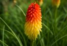 Kerti tűzliliom sárga-piros árnyalatok (Kniphofia uvaria ‘Pineapple Popsicle’)