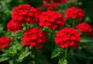 Kerti verbéna hosszú virágzása (Verbena hybrida ‘Temari Red’)