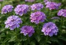 Kerti verbéna hosszú virágzása (Verbena hybrida ‘Temari Series’)