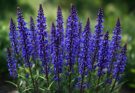 Kerti zsálya kék-lila virágok (Salvia nemorosa ‘Caradonna’)