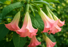 Kerti angyaltrombita rózsaszín árnyalatok (Brugmansia ‘Pink Lemonade’)