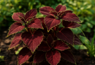 Kerti díszcsalán bordó levelek (Coleus ‘Chocolate Mint’)