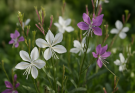 Kerti díszgyertya fehér-lila fajták (Gaura lindheimeri ‘Whirling Butterflies White’)