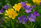 Kerti frézia sárga-lila keverék (Freesia hybrida ‘Golden Gate Mix’)