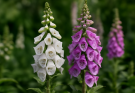 Kerti gyűszűvirág fehér-lila fajták (Digitalis purpurea ‘Pam’s Choice’)