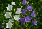 Kerti harangvirág fehér-lila változatok (Campanula persicifolia ‘Alba’)
