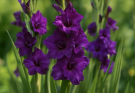 Kerti kardvirág lila árnyalatok (Gladiolus ‘Purple Flora’)