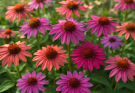 Kerti kasvirág rózsaszín-lila keverék (Echinacea ‘Cheyenne Spirit’)