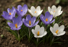 Kerti krókusz lila-fehér keverék (Crocus chrysanthus ‘Blue Pearl’)