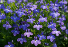 Kerti lobélia kék-lila keverék (Lobelia erinus ‘Crystal Palace’)