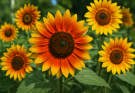 Kerti napraforgó narancs-sárga keverék (Helianthus annuus ‘Autumn Beauty Mix’)