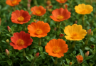 Kerti porcsinrózsa piros-narancs keverék (Portulaca grandiflora ‘Color Parade Mix’)