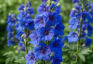 Kerti szarkaláb kék-lila árnyalatok (Delphinium ‘Pacific Giants Blue’)