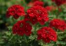 Kerti verbéna hosszú virágzása (Verbena hybrida ‘Temari Red’)