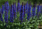Kerti zsálya kék-lila virágok (Salvia nemorosa ‘Caradonna’)