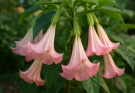 Kerti angyaltrombita rózsaszín virágok (Brugmansia ‘Pink Lemonade’)