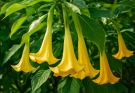 Kerti angyaltrombita sárga virágok (Brugmansia aurea)