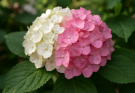 Kerti hortenzia rózsaszín-fehér keverék (Hydrangea macrophylla ‘Vanille Fraise’)