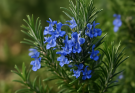 Kerti rozmaring kék virágok (Rosmarinus officinalis ‘Blue Spires’)
