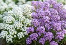 Kerti ternye fehér-lila keverék (Alyssum saxatile ‘Snowdrift Mix’)