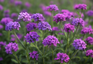 Kerti verbéna rózsaszín-lila keverék (Verbena rigida ‘Purple Gem’)